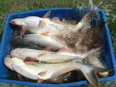 New sites plug tra fish exports