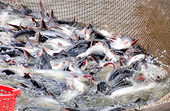 VN: Farmers stuck with tra fish as price sinks lower