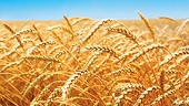 South Africa: Increase in wheat tariff slammed