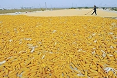 U.S. challenges China wheat, rice, corn price supports at WTO