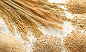 China says grain subsidies abide by WTO rules
