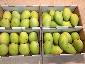 Australia opens door to fresh Vietnamese mango