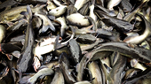 US suspends new VN catfish exporter's registration