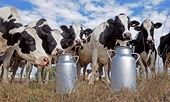 NZ dairy companies urge WTO action against Canada