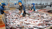 VN: Fish exporters face difficulties in hitting year-end goal