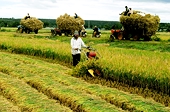 Vietnam needs fair trade certification system