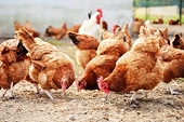 VN to boost chicken exports