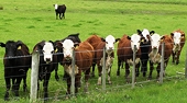 WTO Decision Important for NZ Beef