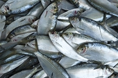 Anti-dumping tariffs, antibiotic levels hurting Chinese seafood exports