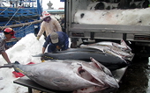 Get Japan to remove tuna import duty: exporters