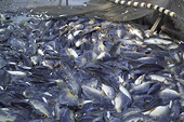 WTO members review proposals for addressing fisheries subsidies