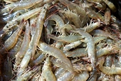 Vietnam's shrimp exports forecast to face market difficulties in 2017