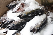 Vietnamese tuna exports face high import tax from Japan