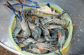 Vietnam slams Australia’s prawn ban