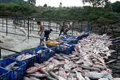 Vietnam: Agro, forestry, fishery export value up by 7.6%