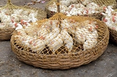 Poultry row: US blocks India’s plea for compliance panel at WTO