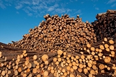 Ahead of NAFTA talks, U.S. sets 20 percent duties on Canadian softwood lumber