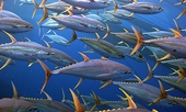 WTO lets Mexico slap trade sanctions on U.S. in tuna dispute