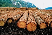 Canada To Fight US Lumber Duties