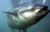 Mexico Can Seek Millions From U.S. In Dolphin-Safe Tuna Dispute, WTO Says