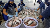 U.S. no longer Vietnam’s largest seafood buyer