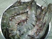 Japan becomes largest importer of VN’s shrimps