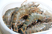 2017 shrimp exports to Japan likely to reach $3.4b