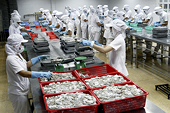 Seafood exports to Japan go by leaps and bounds