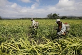 US, Mexico avert trade war over sugar – for now