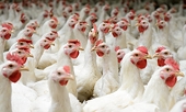 Việt Nam gets nod to export poultry to Japan