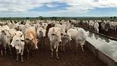 US Brazilian beef ban casts doubt on Mercusor trade agreement