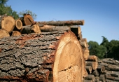 US Commerce Dept Announces Anti-Dumping Determination for Canadian Softwood Lumber