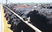 Japan raises frozen beef import tariff after safeguard triggered