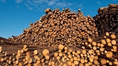 Breathing room for U.S.-Canada softwood lumber talks
