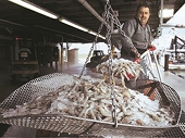 US cuts anti-dumping duty on Indian shrimps