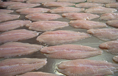 “Whitefish wars” driving Vietnam’s pangasius away from EU, US