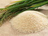 Philippines vows to present rice tariff law to WTO in June