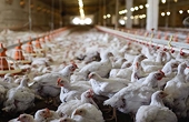 China drops duties on U.S. broilers