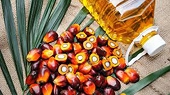 Malaysia, Indonesia must cooperate against EU palm oil ban