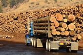 Canadian forestry firms reap share gains as investors hope for lumber ‘supercycle’