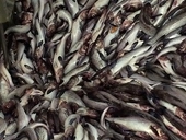 ​China execs say processing, re-export sector safe from 25% tariffs