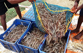 US Commerce Department orders antidumping rates be reset on Indian shrimp producers