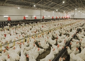 China extends probe into Brazilian broiler chicken