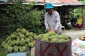 VN: ​Farm produce needs improved quality to unlock EU market