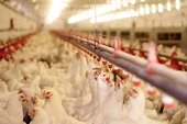 ​U.S.: SAPA wants to suspend US chicken import quota