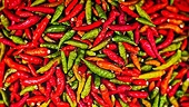 Malaysian chilli producers consider filing anti-dumping petition