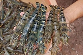 Mazzetta sues US Commerce Dept. in Vietnamese shrimp fee case