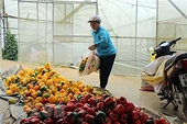 Malaysia suspends chili imports from Việt Nam