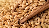 China launches anti-dumping probe into Australian barley imports