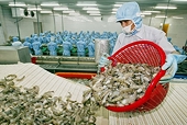 VN's shrimp exports at risk from antibiotic residues